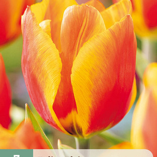 X   7 TULIPA FLAIR 11/12