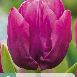 X   7 TULIPA PURPLE PRINCE 11/12