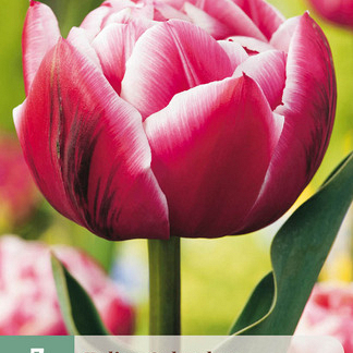 X   7 TULIPA COLUMBUS 11/12