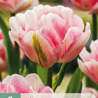 X   7 TULIPA FOXTROT 11/12