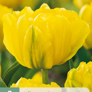 X   7 TULIPA MARIE JO  11/12