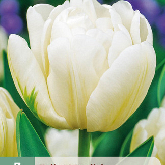 X   7 TULIPA MONDIAL 11/12