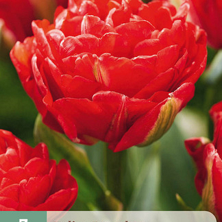 X   7 TULIPA PAMPLONA 11/12