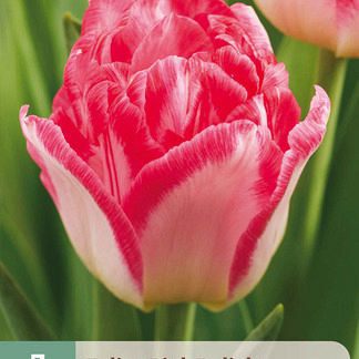 X   7 TULIPA PINK DELIGHT 11/12