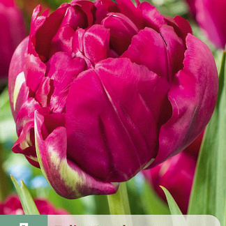 X   7 TULIPA ROYAL ACRES 11/12