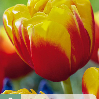 X   7 TULIPA SHELL 11/12