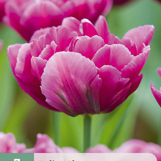X   7 TULIPA SHOWCASE 11/12