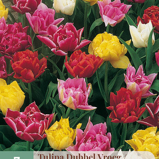 X   7 TULIPA DUBBEL VROEG MIX 11/12