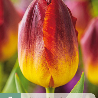 X   7 TULIPA AMBERGLOW 11/12