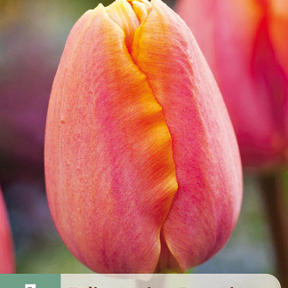 X   7 TULIPA APRICOT FAVOURITE 11/12