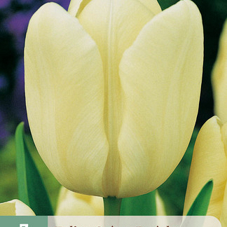 X   7 TULIPA CREME FRAICHE 11/12