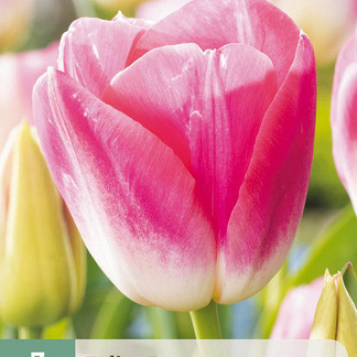 X   7 TULIPA DYNASTY 11/12