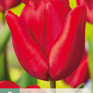 X   7 TULIPA ESCAPE 11/12