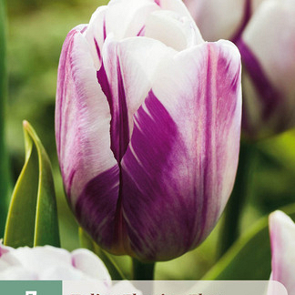 X   7 TULIPA FLAMING FLAG 11/12