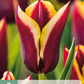 X   7 TULIPA GAVOTA 11/12