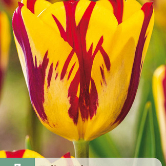 X   7 TULIPA HELMAR 11/12