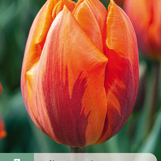 X   7 TULIPA HERMITAGE 10/11