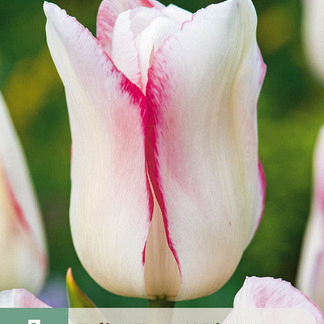 X   7 TULIPA HUGS & KISSES 11/12