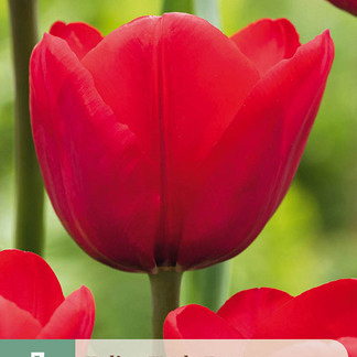 X   7 TULIPA ILE DE FRANCE 11/12