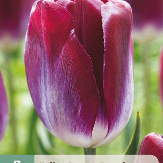 X   7 TULIPA KANSAS PROUD 11/12