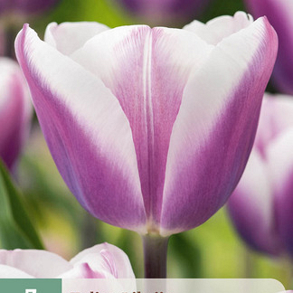 X   7 TULIPA LIBRIJE 11/12