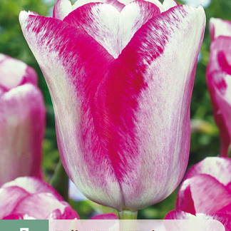 X   7 TULIPA MATA HARI 11/12