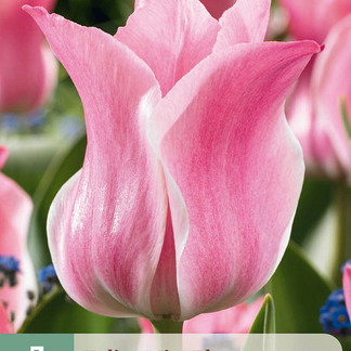 X   7 TULIPA MISS ELEGANCE 11/12