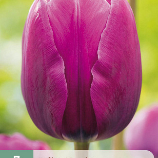 X   7 TULIPA NEGRITA 11/12