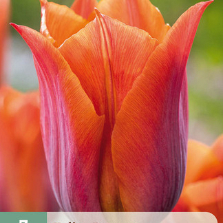 X   7 TULIPA REQUEST 11/12