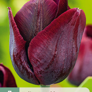 X   7 TULIPA RONALDO 11/12