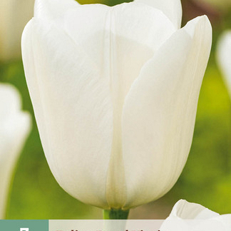 X   7 TULIPA ROYAL VIRGIN 11/12