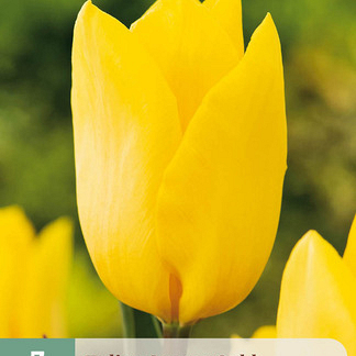 X   7 TULIPA STRONG GOLD 11/12