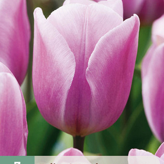 X   7 TULIPA SYNAEDA AMOR 11/12