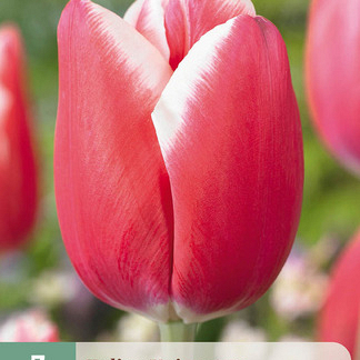 X   7 TULIPA UNIVERSUM 11/12