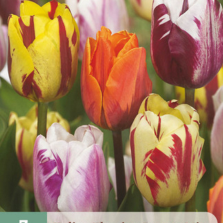 X   7 TULIPA FLAMING BEAUTY MIX 11/12