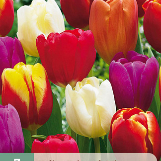 X   7 TULIPA TRIUMPH MIX 11/12