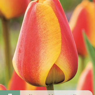 X   7 TULIPA APELDOORNS ELITE 11/12