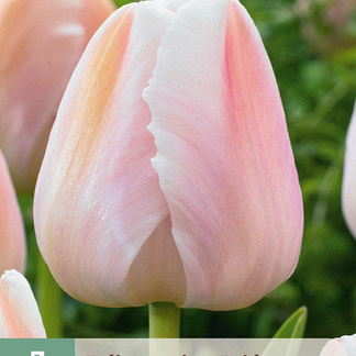X   7 TULIPA APRICOT PRIDE 11/12