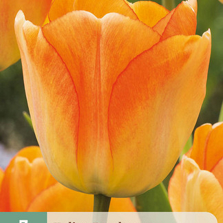 X   7 TULIPA DAYDREAM 11/12