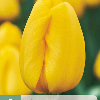 X   7 TULIPA NOVI SUN 11/12