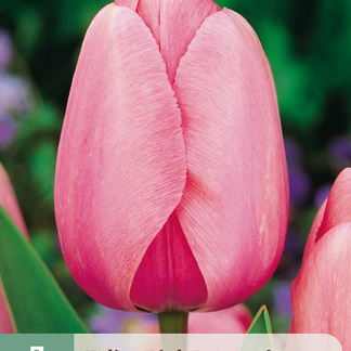 X   7 TULIPA PINK IMPRESSION 11/12