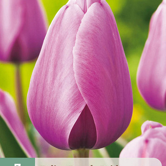 X   7 TULIPA PURPLE PRIDE 11/12