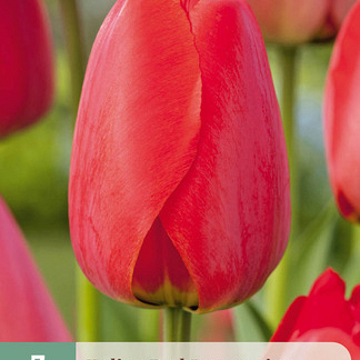 X   7 TULIPA RED IMPRESSION 11/12