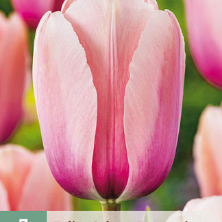 X   7 TULIPA SALMON IMPRESSION 11/12