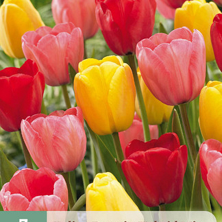 X   7 TULIPA DARWIN HYBRIDE MIX 11/12