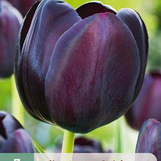 X   7 TULIPA QUEEN OF NIGHT 11/12