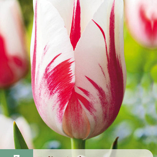 X   7 TULIPA SORBET 11/12