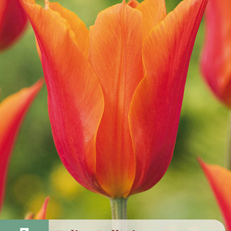 X   7 TULIPA BALLERINA 11/12