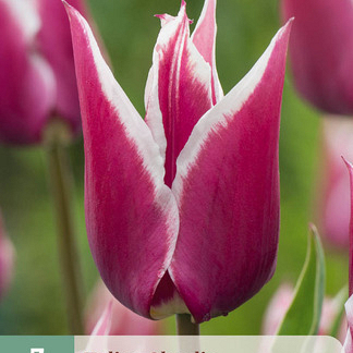 X   7 TULIPA CLAUDIA 11/12