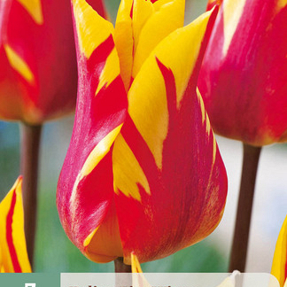 X   7 TULIPA FIRE WINGS 11/12